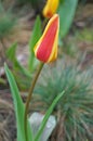 Tulip flower and bud with delicate red and yellow petals on a green stem Royalty Free Stock Photo