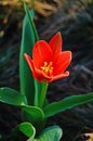 Tulip flower and bud with delicate red and yellow petals Royalty Free Stock Photo