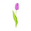 Tulip Flower Bud on Green Erect Stem Isolated on White Background Vector Illustration Royalty Free Stock Photo