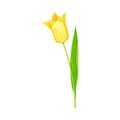 Tulip Flower Bud on Green Erect Stem Isolated on White Background Vector Illustration