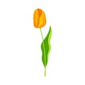 Tulip Flower Bud on Green Erect Stem Isolated on White Background Vector Illustration Royalty Free Stock Photo