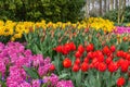 Tulip flower bulb field in garden spring season in Lisse Netherlands Royalty Free Stock Photo