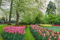 Tulip flower bulb field in garden, spring season in Lisse Netherlands Royalty Free Stock Photo