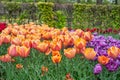 Tulip flower bulb field in garden, spring season in Lisse Netherlands Royalty Free Stock Photo