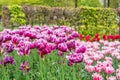 Tulip flower bulb field in garden, spring season in Lisse Netherlands