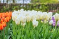 Tulip flower bulb field in garden, spring season in Lisse Netherlands Royalty Free Stock Photo