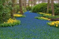 Tulip flower bulb and grape hyacinth field in garden, Lisse Netherlands Royalty Free Stock Photo