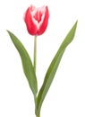 Tulip flower bulbs flowers Royalty Free Stock Photo