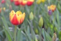 tulip flower