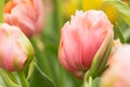 Tulip flower close-up Royalty Free Stock Photo