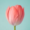 Tulip flower close up on a light blue background. Royalty Free Stock Photo