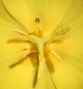 Tulip flower close up. Macro photo of center part of yellow tulip flower with stamen. Spring floral background