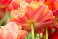 Tulip flower close-up Royalty Free Stock Photo