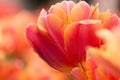 Tulip flower close-up Royalty Free Stock Photo