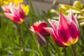 Tulip flower close-up pink color