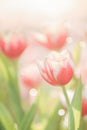 Tulip flower in close up with rain drop Royalty Free Stock Photo