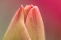 Tulip flower close-up