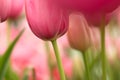 Tulip flower close-up Royalty Free Stock Photo