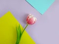 Tulip flower a colored background, creative present