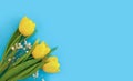 Tulip flower on a colored background march celebration Royalty Free Stock Photo