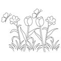 Tulip Flower Coloring Page