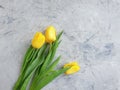 Tulip flower on concrete background frame bunch design