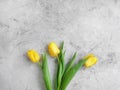 Tulip flower natural blossom concrete background frame bunch design