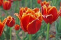 Tulip flower with delicate red petals and velvet edges and green leaves Royalty Free Stock Photo