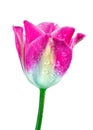 Tulip flower in dew drops isolated on white. Tulip bud close-up Royalty Free Stock Photo