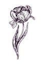 Tulip flower, doodle black ink drawing, woodcut style Royalty Free Stock Photo