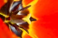 Tulip flower extreme macro close up Royalty Free Stock Photo