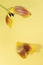 Tulip flower with fallen petals. Royalty Free Stock Photo