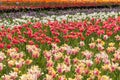 Tulip flower field in Holland Michigan during Spring time Royalty Free Stock Photo