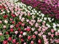 Tulip flower field , red, pink and white tulip flowers Royalty Free Stock Photo