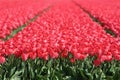 Tulip flower field red tulips flowers meadow spring Royalty Free Stock Photo