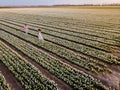 Tulip flower field during sunset dusk in the Netherlands Noordoostpolder Europe, happy young couple men and woman with Royalty Free Stock Photo