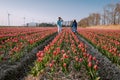 Tulip flower field during sunset dusk in the Netherlands Noordoostpolder Europe, happy young couple men and woman with Royalty Free Stock Photo