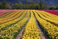 Tulip flower fields Royalty Free Stock Photo