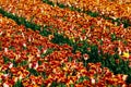 Tulip flower fields