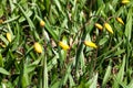 Tulip flower flowering in sunlight on background tulips flowers in tulips garden Royalty Free Stock Photo