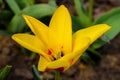 Tulip flower flowering in sunlight on background tulips flowers in tulips garden Royalty Free Stock Photo