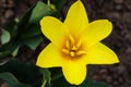 Tulip flower flowering in sunlight on background tulips flowers in tulips garden Royalty Free Stock Photo