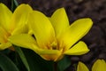 Tulip flower flowering in sunlight on background tulips flowers in tulips garden Royalty Free Stock Photo