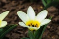 Tulip flower flowering in sunlight on background tulips flowers in tulips garden Royalty Free Stock Photo