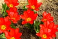 Tulip flower flowering in sunlight on background tulips flowers in tulips garden Royalty Free Stock Photo