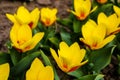 Tulip flower flowering in sunlight on background tulips flowers in tulips garden Royalty Free Stock Photo