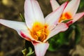 Tulip flower flowering in sunlight on background tulips flowers in tulips garden Royalty Free Stock Photo