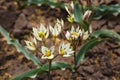 Tulip flower flowering in sunlight on background tulips flowers in tulips garden Royalty Free Stock Photo