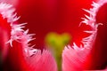 Tulip flower in full bloom