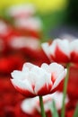 Tulip Flower garden background